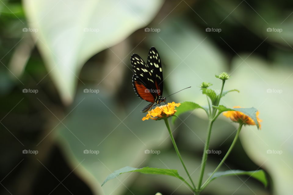 Butterfly garden 
