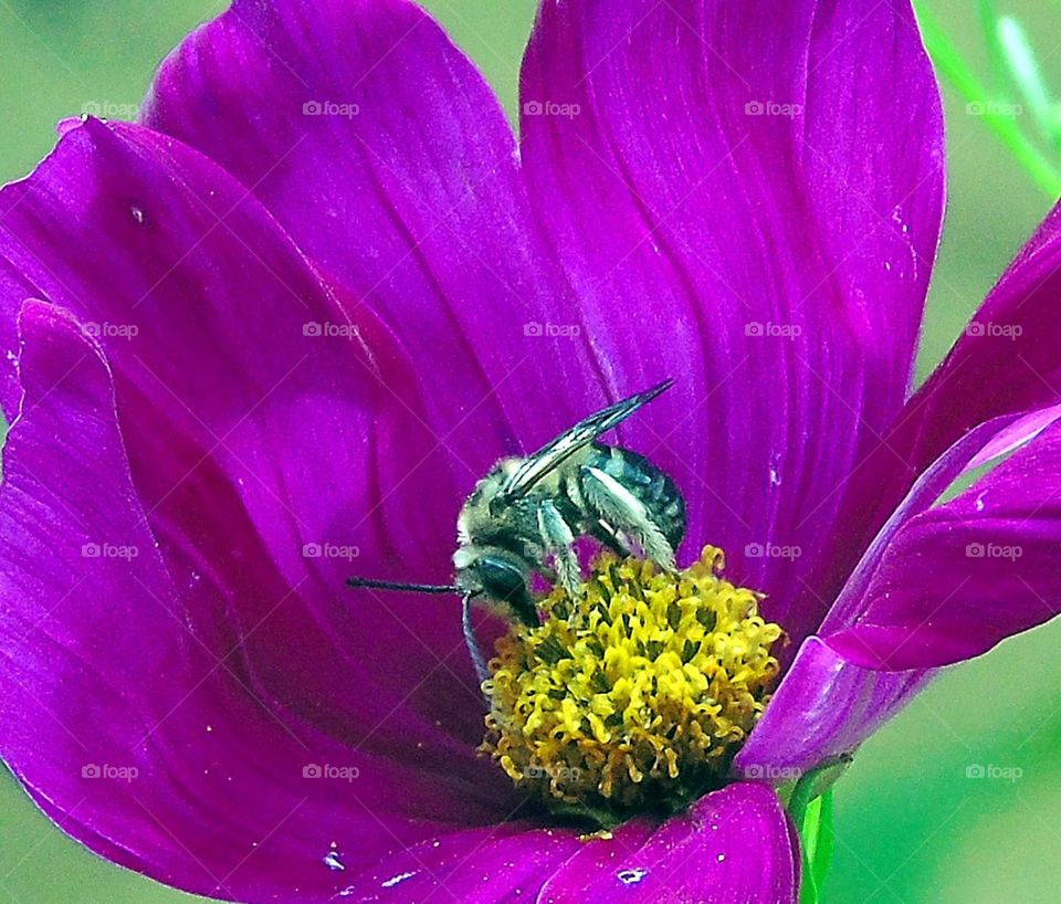 Bee in flower. Bee in flower