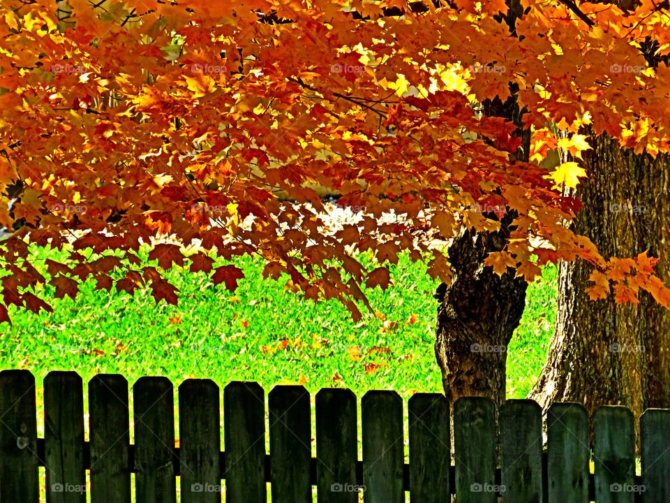 fall fence
