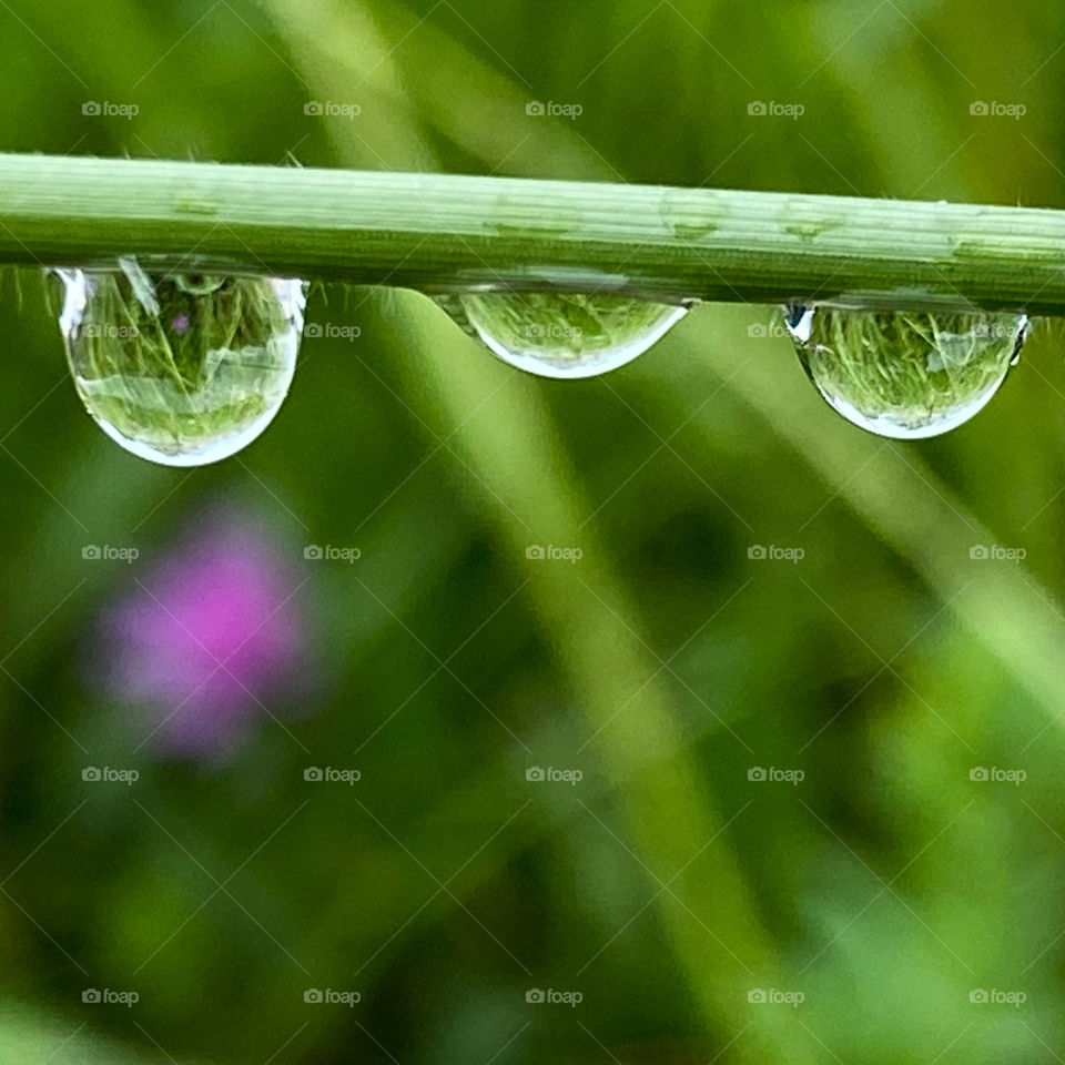 Raindrops 