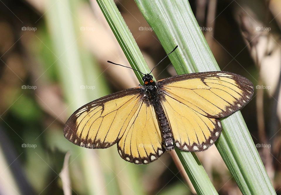 Beautiful and cute butterfly