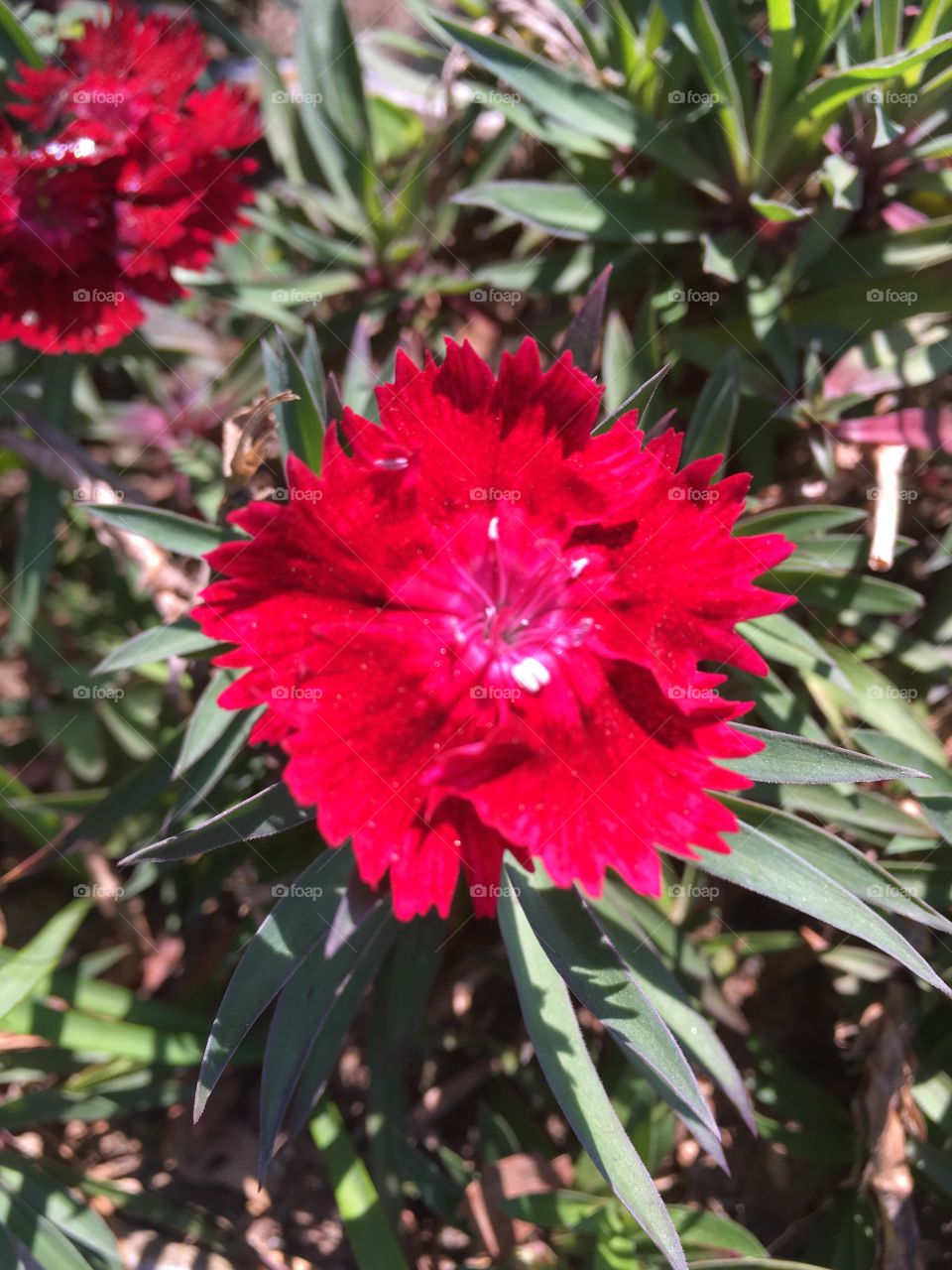 🌼#Flores do nosso #jardim, para alegrar e embelezar nosso dia!
#Jardinagem é nosso #hobby.
🌹
#flor #flowers #flower #pétalas #garden #natureza #nature #flora
