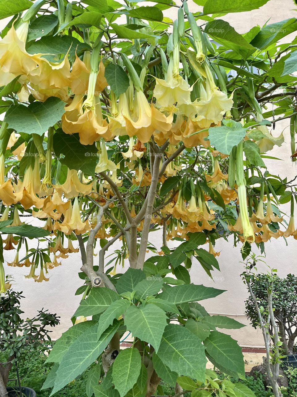 Brugmansia, angel’s trumpets, datura, ornamental plant, solanaceae family, toxic plants 