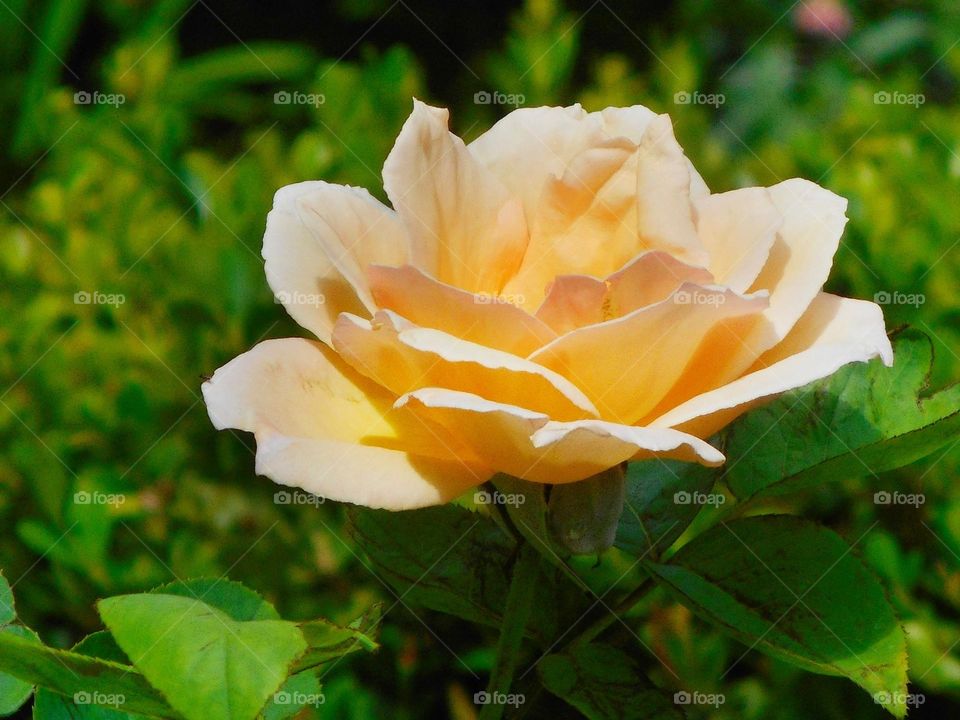 A beautiful yellow flower in full bloom growing on a bush and in front of a cottage at Lake Lily Park in Maitland, Florida.