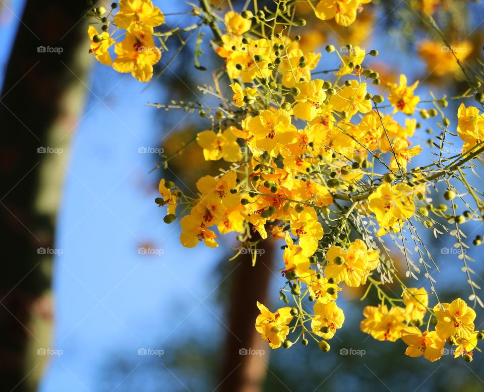 Palo Verde flowers in bloom