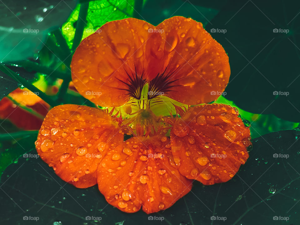 leaf rainfall green raindrops waterdrops droplets wet water rain drop outside nature outdoors elements dew dewdrops plant plants leafs Grass splashes phone photography flower flowers petals orange green yellow colorful vibrant