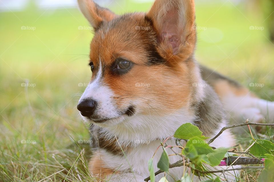 Cute puppy. A welsh corgi pembroke puppy