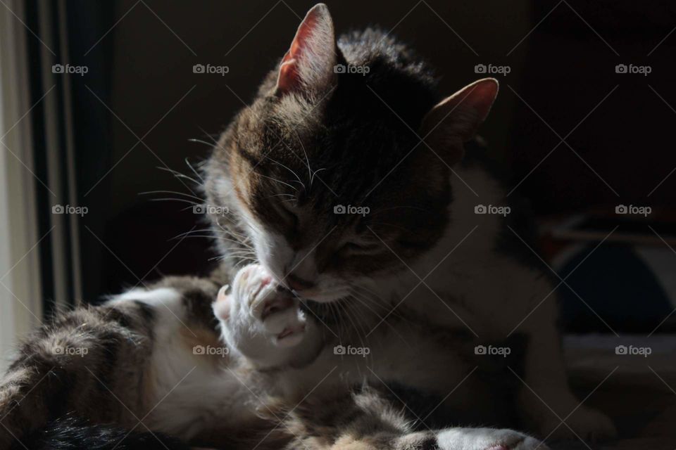 Pulizie col sole per Stitch