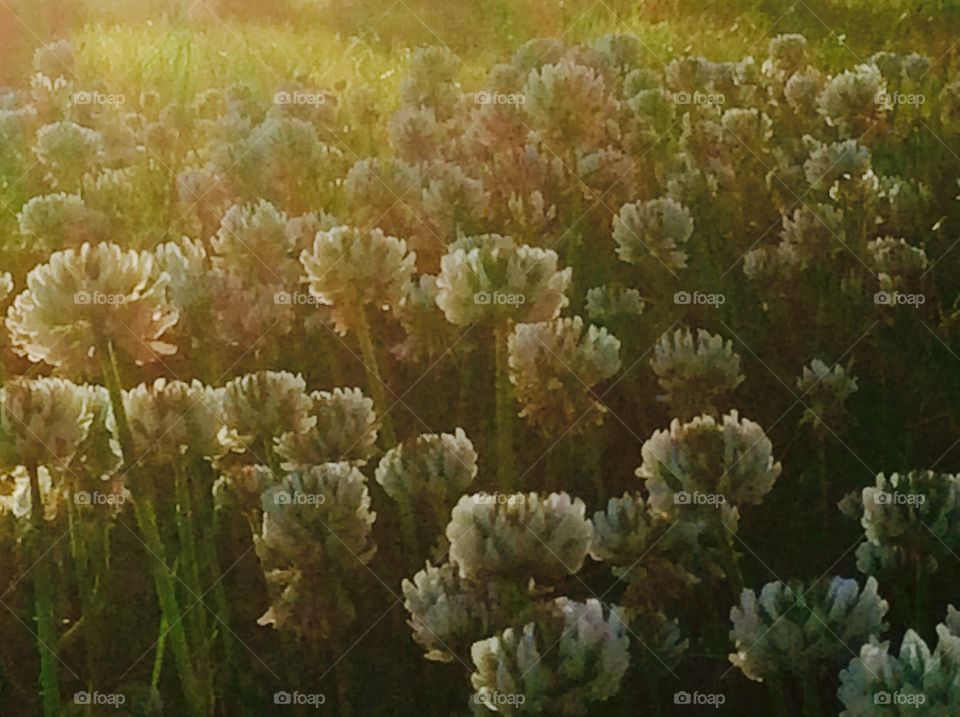 Clover bloom