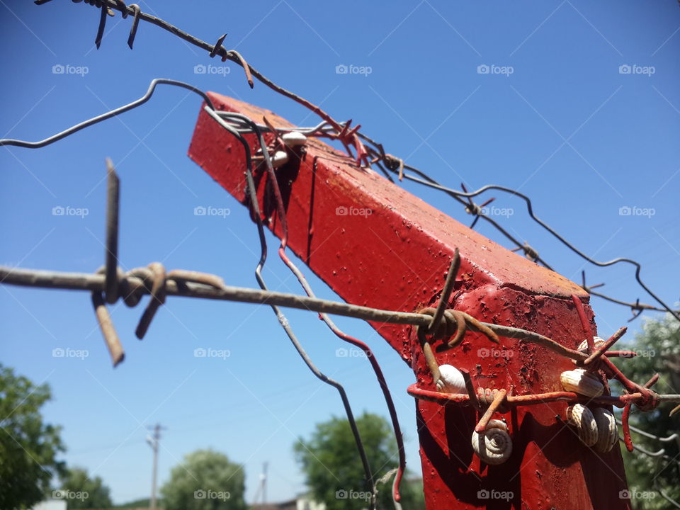 barbed wire and snails