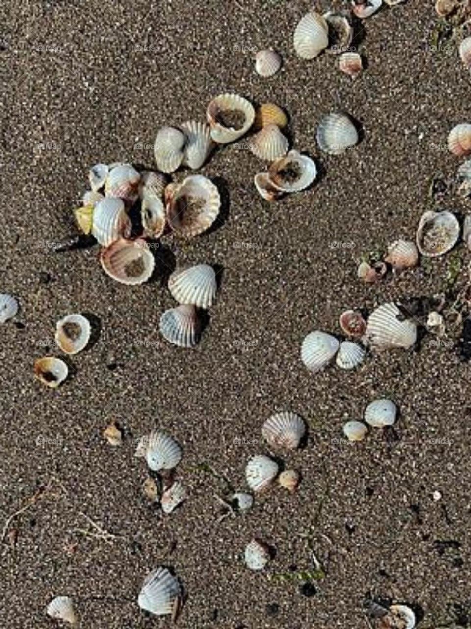 Gathering shells