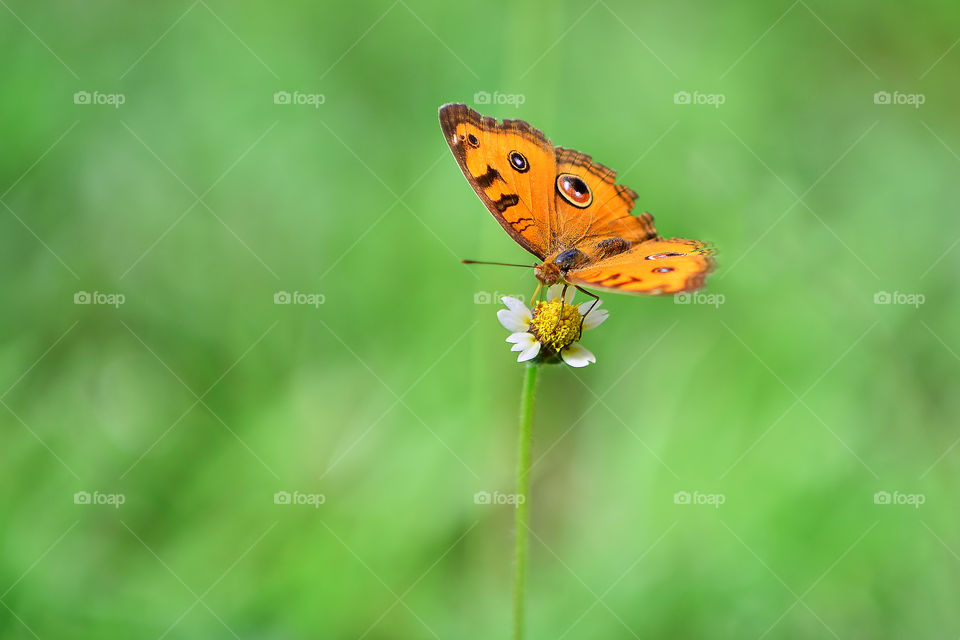 Butterfly on the green blur background