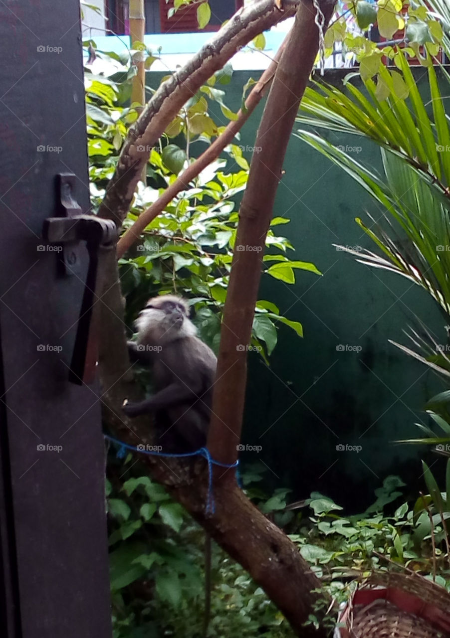 Monkey in the garden