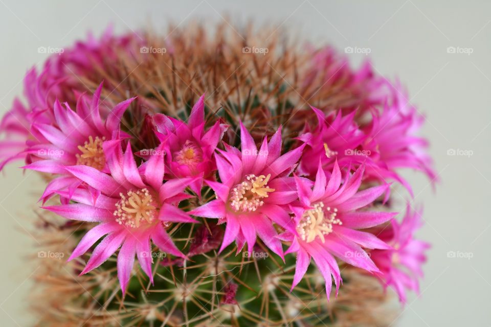 cactus pink flowers decorative house plants