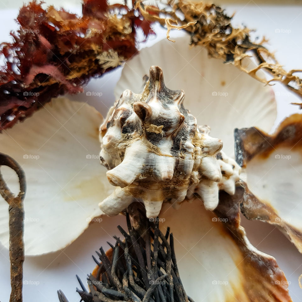 Close-up of shells and seaweed