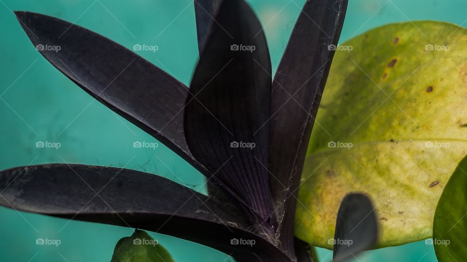 dark leaves 