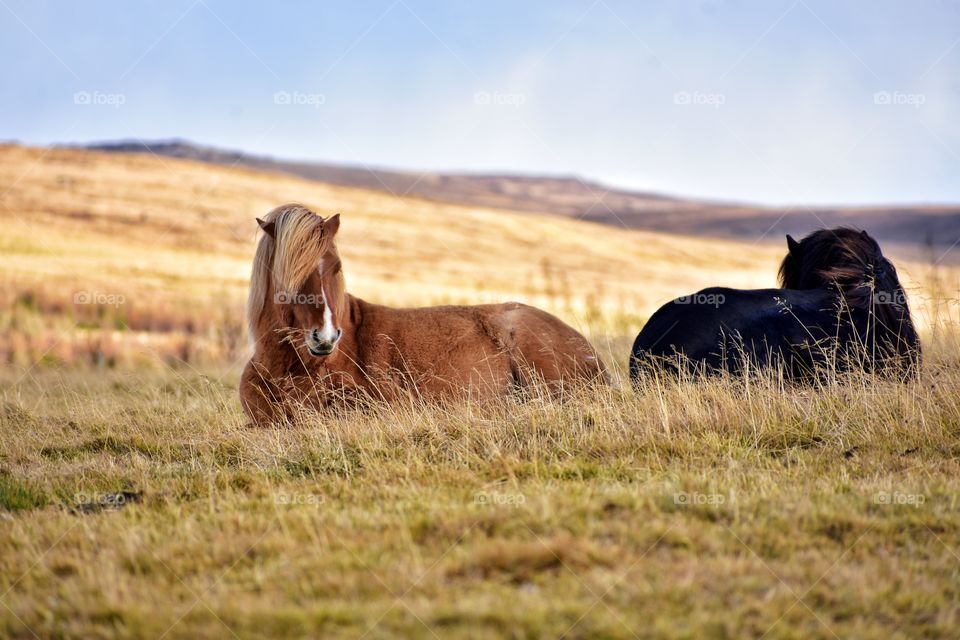 Icelandic horses in autumn fields in iceland