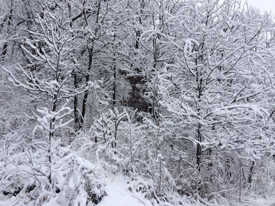 A heavy snow blankets the woods in a peaceful valley.