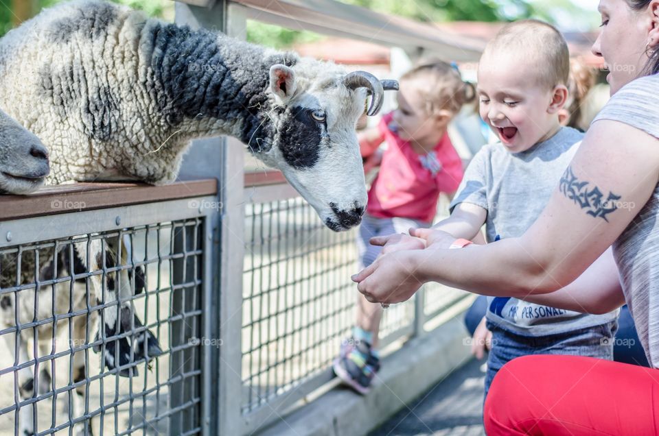 Little boy feeding sheep