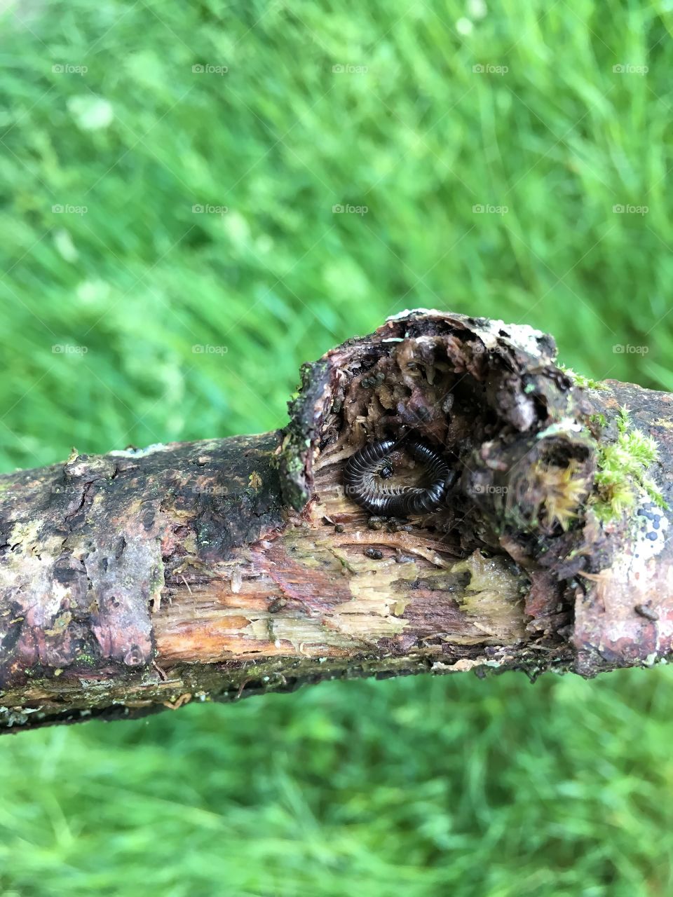 High angle view of a centipede on tree trunk