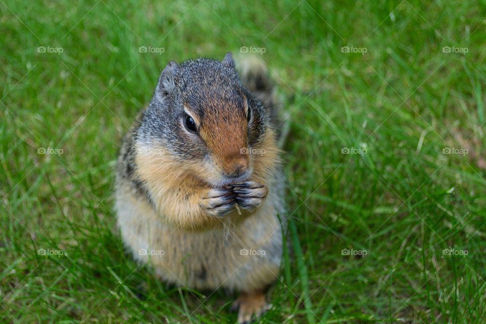 Groundhog Squirrel prairie dog small animal wild in the Rocky Mountains Meadow near Banff Alberta Canada