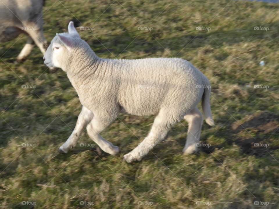 Lamb