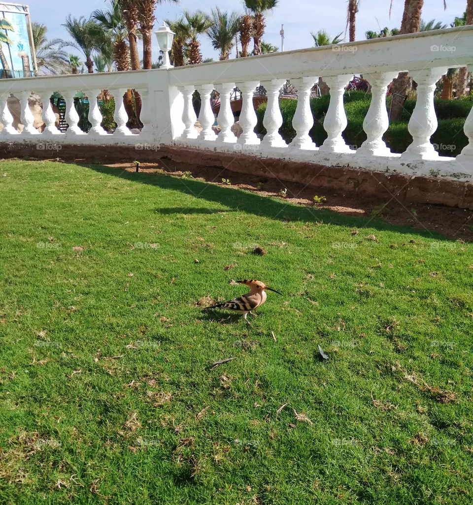 wildlife