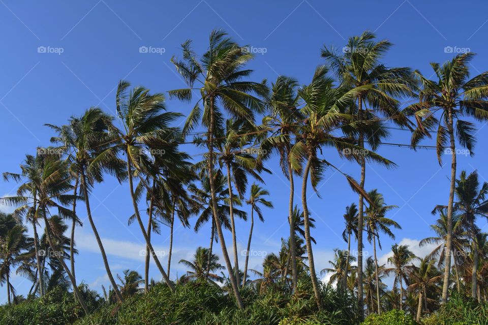 blue background sky coconut tree windy
