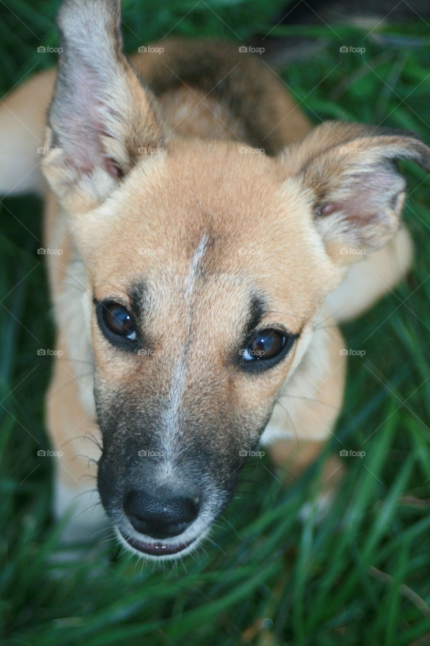 Dog in green grass