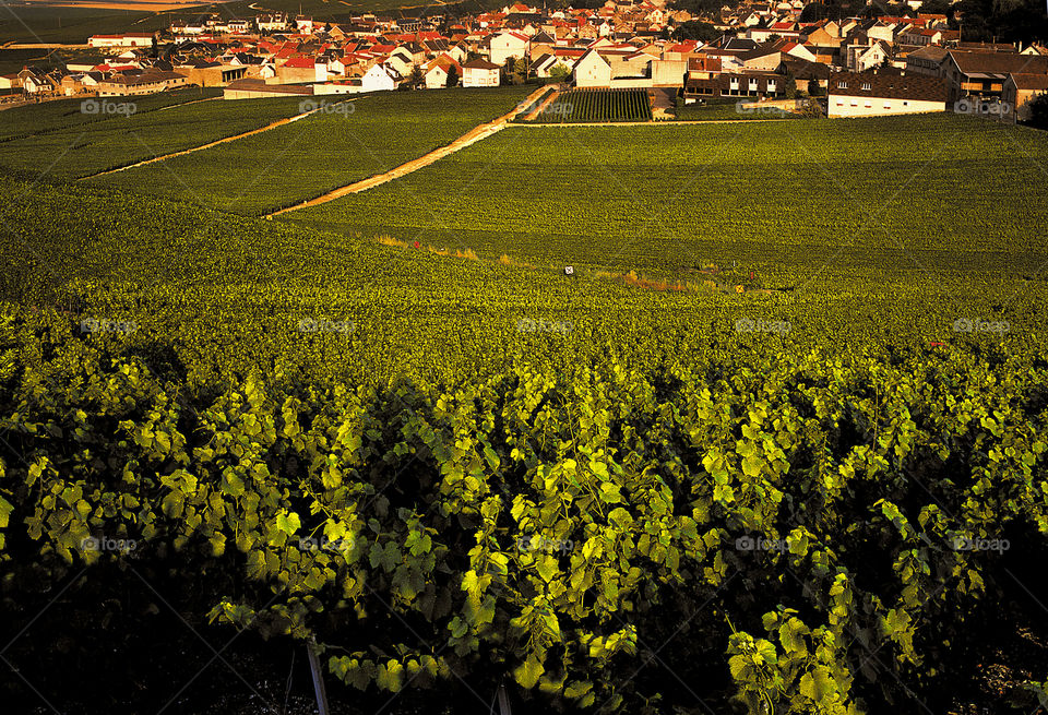 Champagne . Vineyards