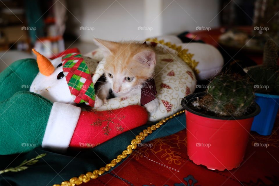 Little yellow cat playing with snowman at Christmas time