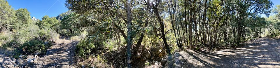 Fall season in Arizona and nature shows all her colors!