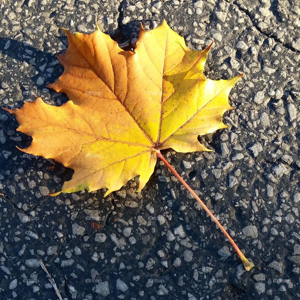 Golden Autumn Leaf