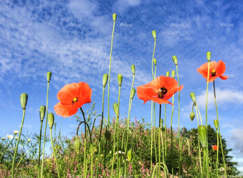 Poppies