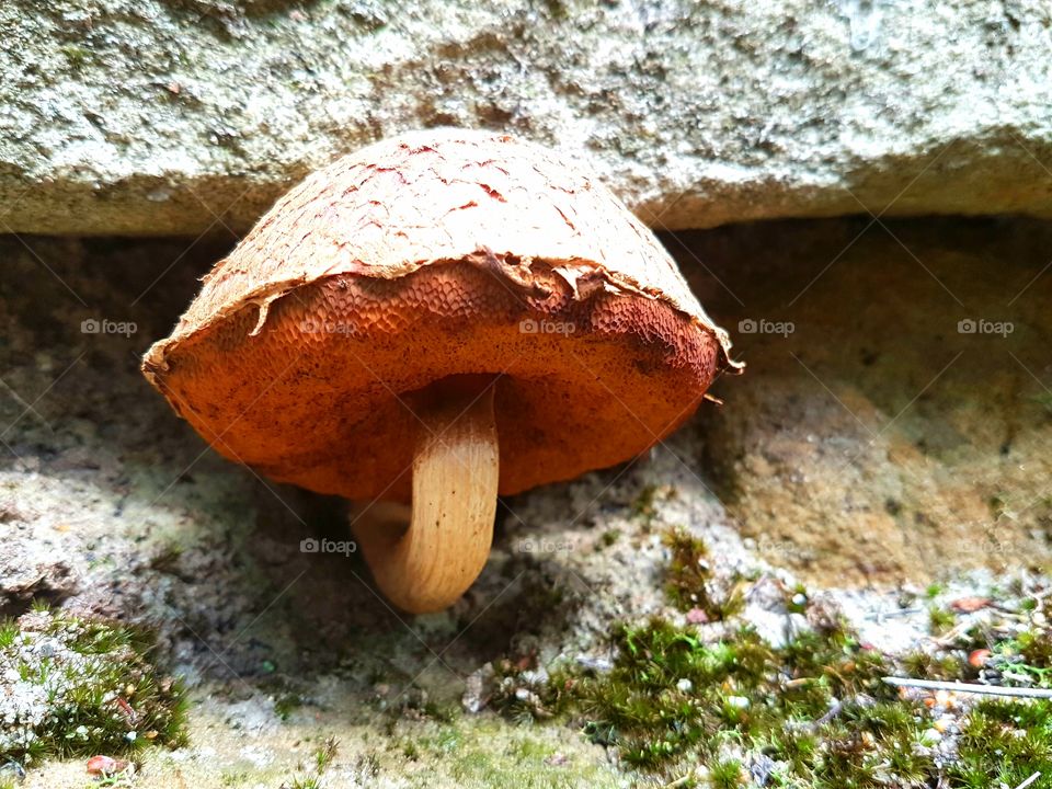 fungus in sandstone