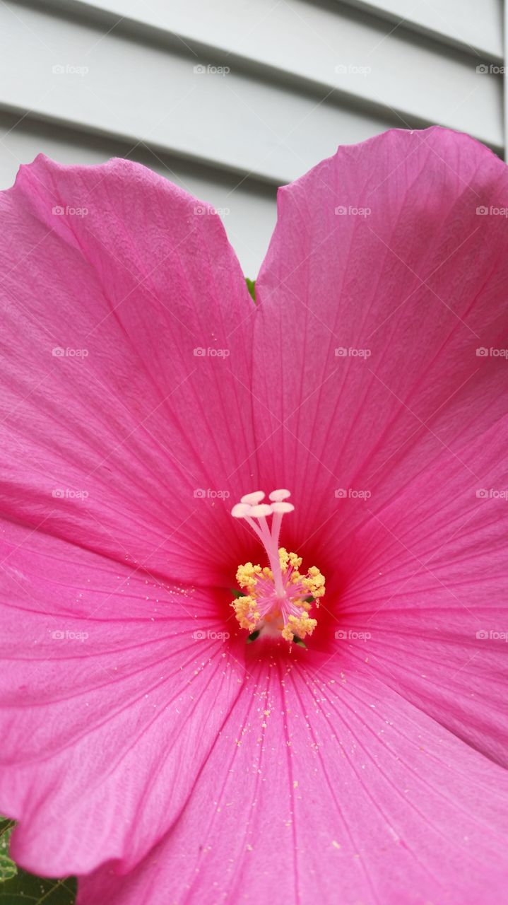 pink hibiscus close up