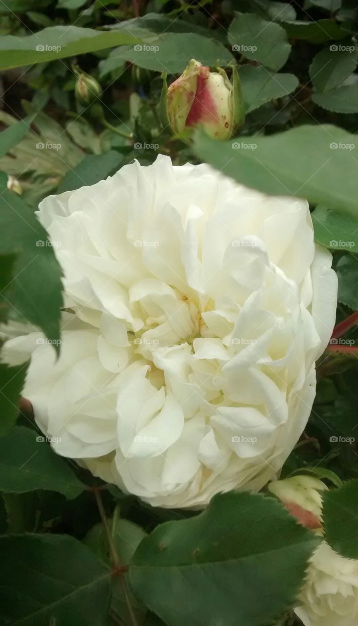 The purity of the rose