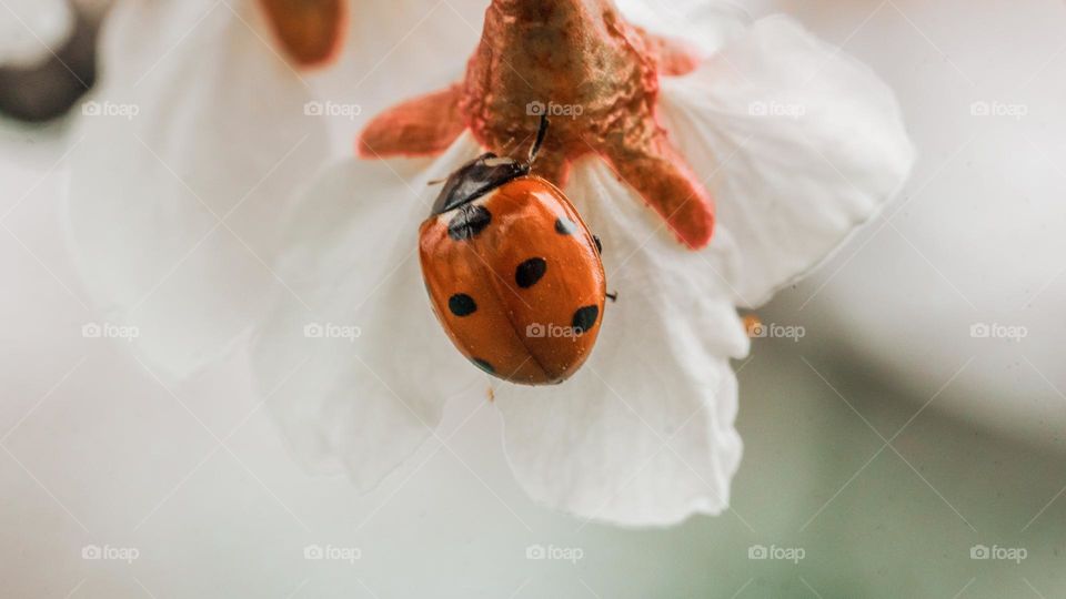 A ladybug on a white apple flower 