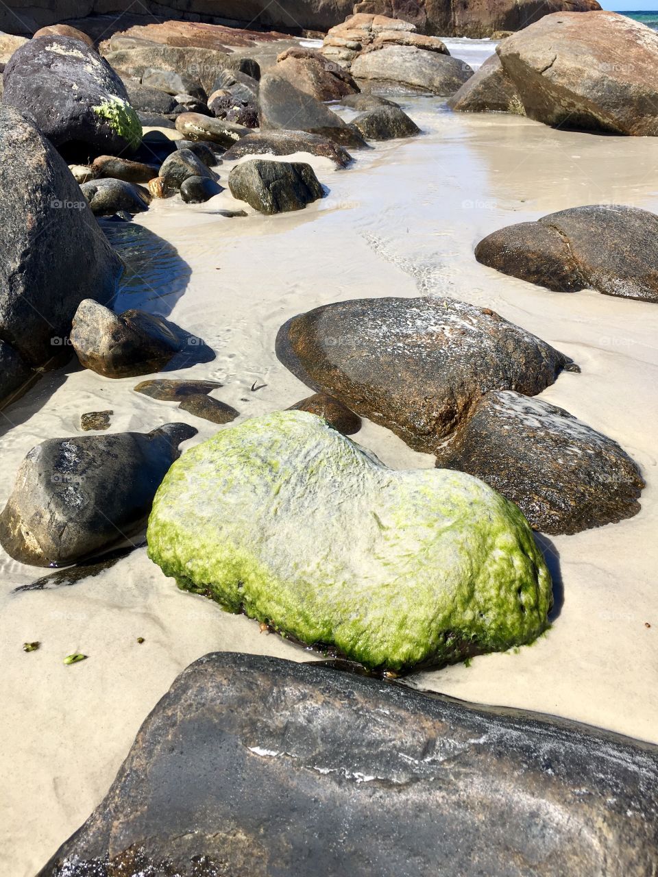 Green sea moss on rocks on beach seaside 