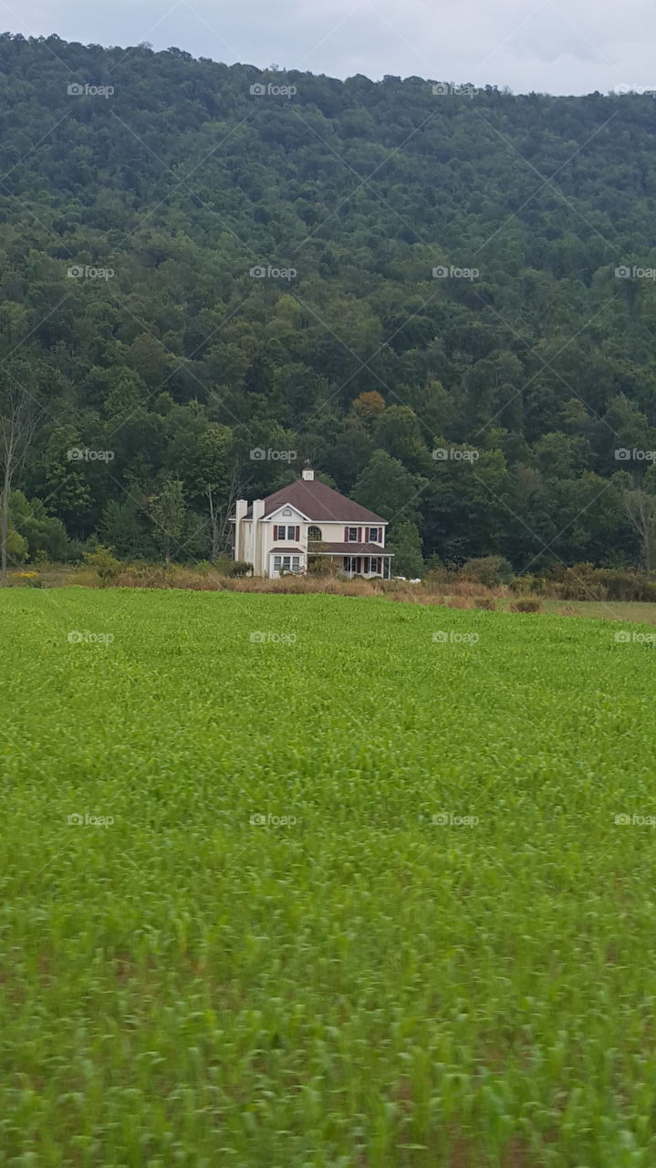 house and field