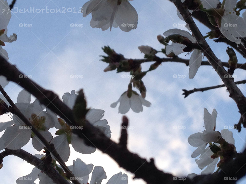 Snow falling cherry weeping willow tree in the spring