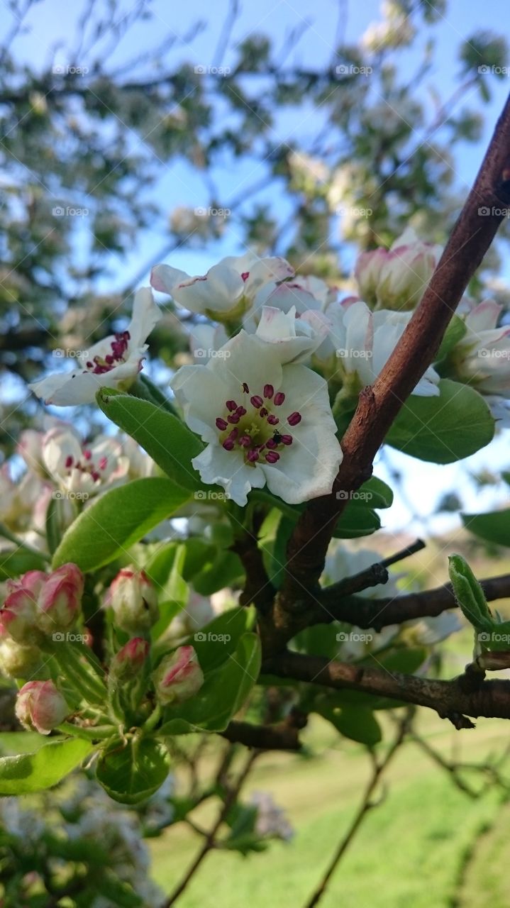 may blossom