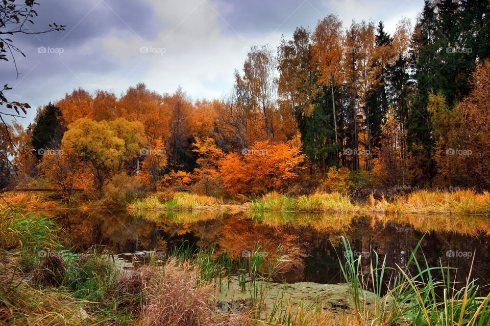 Autumn landscapes with forest and pond