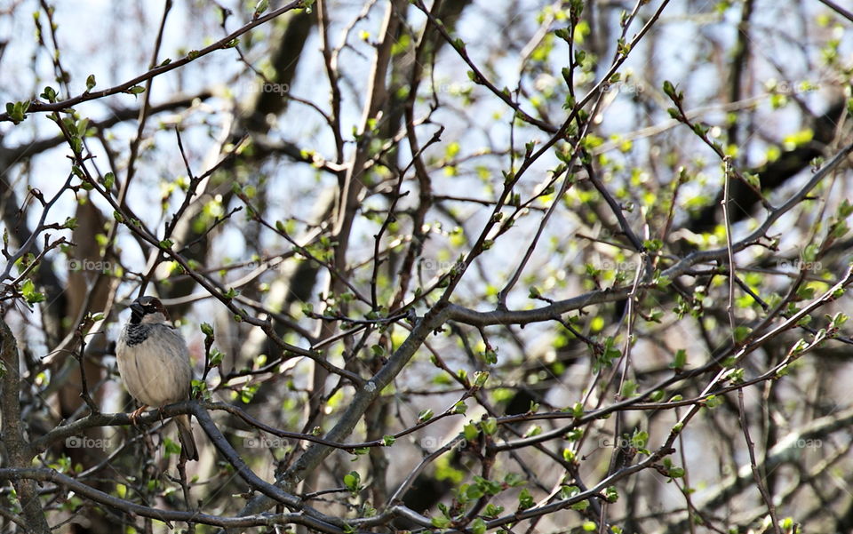 Early Spring Visitor