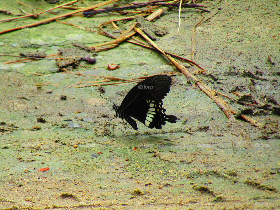 Beautiful butterfly Papilio polytes, the common Mormon, is a common species of swallowtail butterfly widely distributed across Asia.