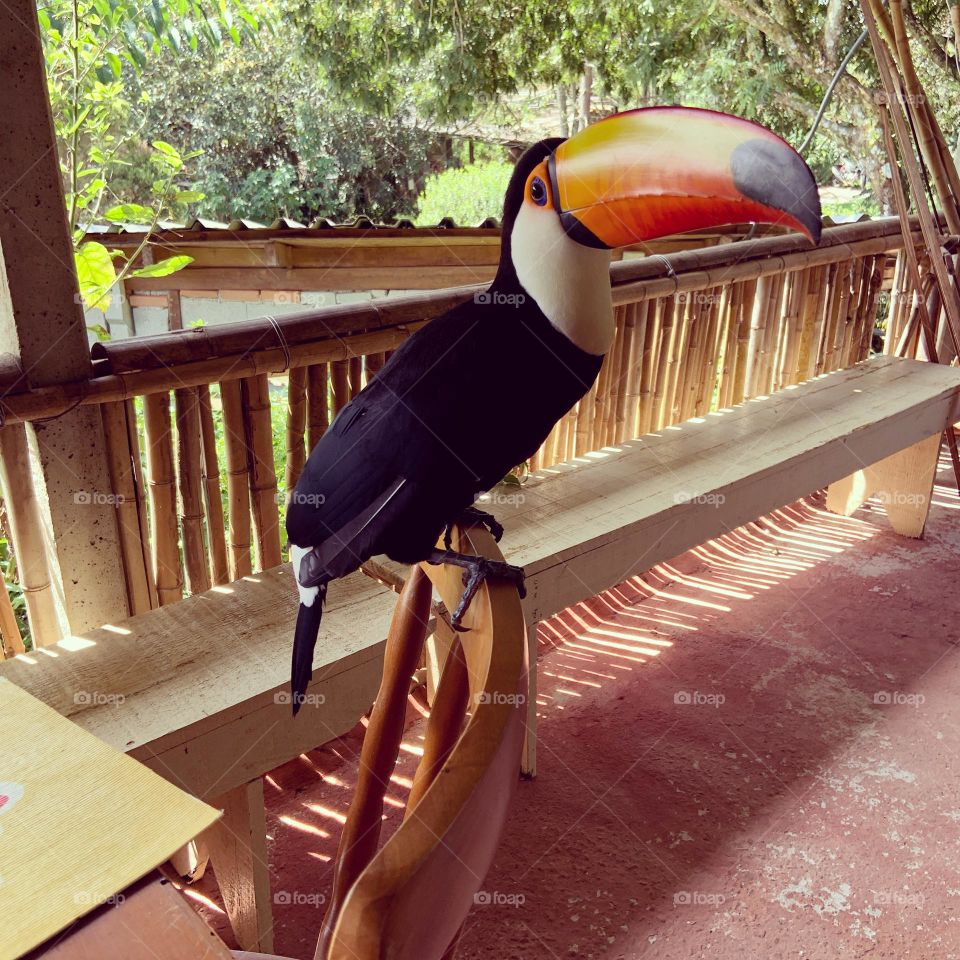 Tucan on chair 