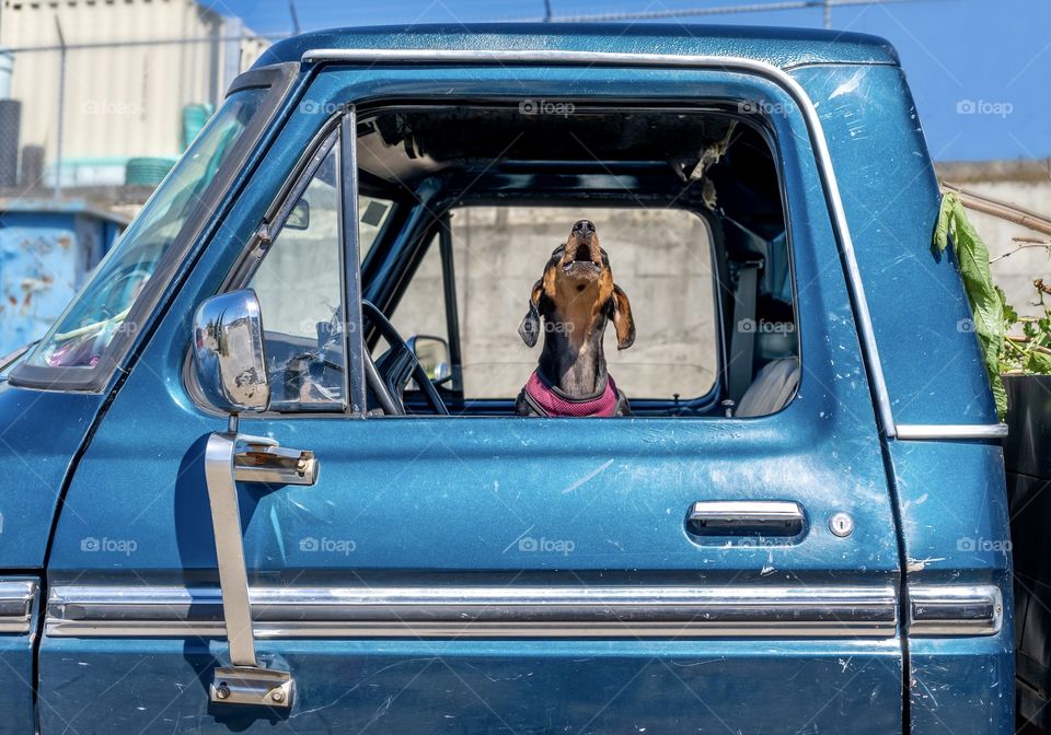 dachshund dog howling from the window of a bright blue truck 