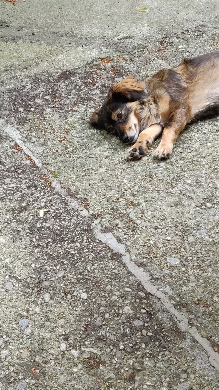 dog resting on cooler backyard concrete floor