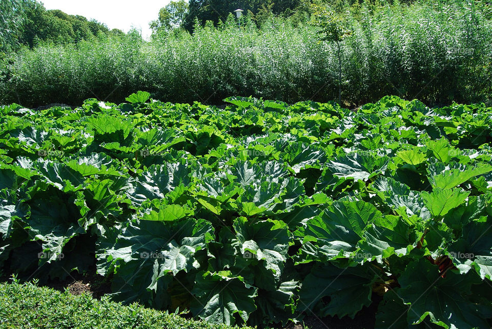 malmö sol sommar rabarber by micke71xxx