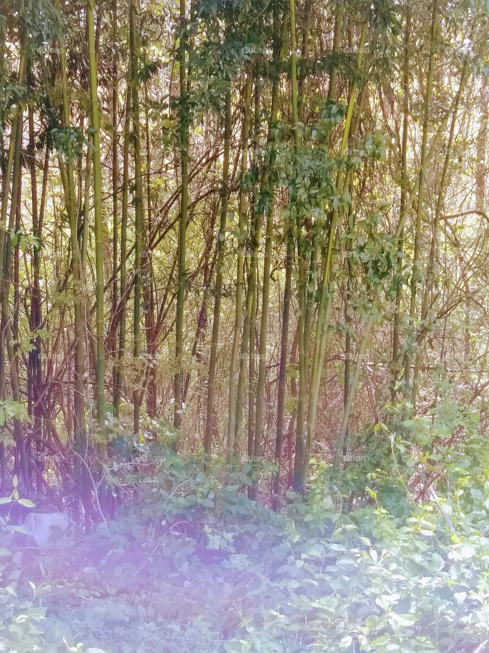 woods